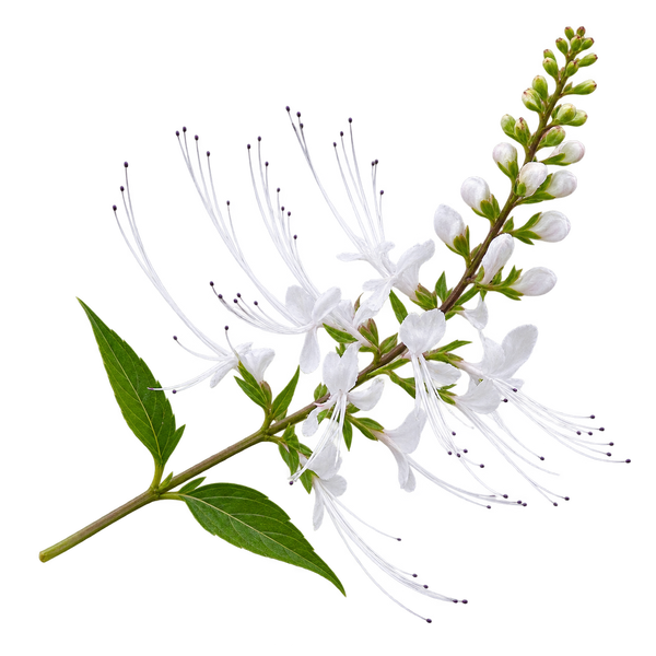 Racine de Stillingia