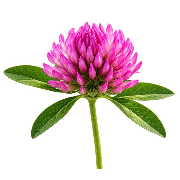 Fleur de Trèfle Rouge